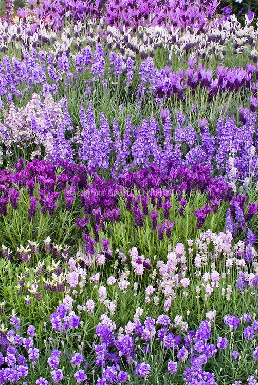 Mixed Lavender Flower Seeds for Planting – Heirloom, Non-GMO, Colorful Display, High Germination