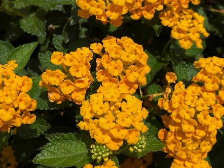 Deep Yellow Lantana Flower Seed for Planting – Colorful Display, Heirloom &amp; GMO Free Seeds for Home Garden