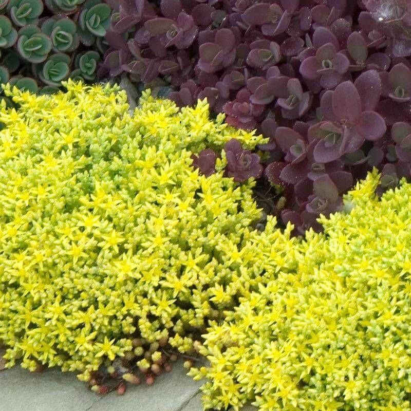 Sedum Golden Carpet Succulent Flower Seeds for Planting – Wildflower Mix, Heirloom & Non-GMO Seeds
