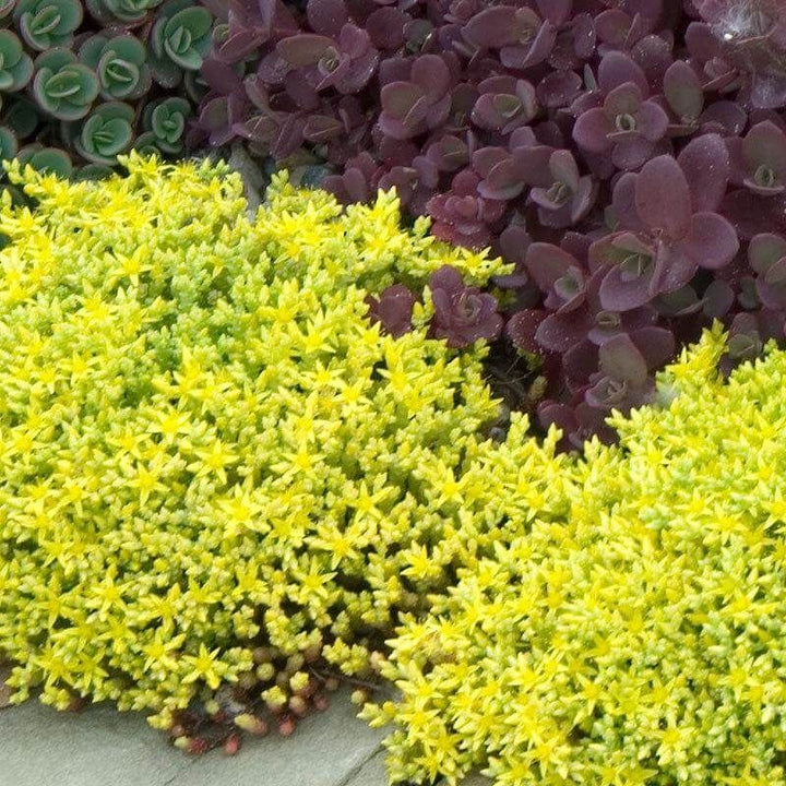 Sedum Golden Carpet Succulent Flower Seeds for Planting – Wildflower Mix, Heirloom & Non-GMO Seeds