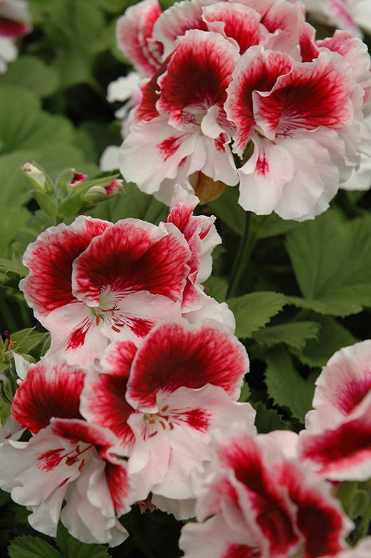 Red White Univalve Geranium Flower Seeds for Planting – Heirloom, Non-GMO, Cottage Garden, High Germination
