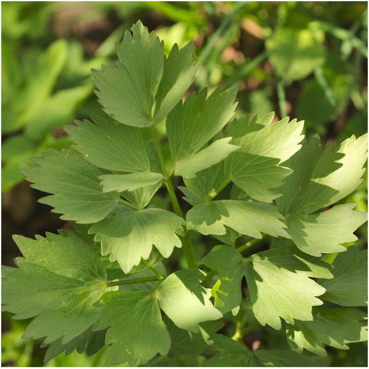 Lovage Herb Garden Herb seeds for Planting - Easy Care, Heirloom GMO Free Seeds for Garden 100pcs
