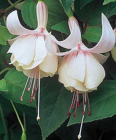 Fuchsia Flower Seeds for Planting Purple White – Compact Growth, Heirloom, Non-GMO, High Germination Organic Garden Seeds