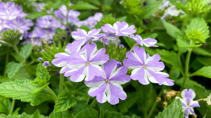 Lavender White Verbena Flower Seeds for Planting – Heirloom, Non-GMO, High Germination, Drought Tolerant Blooms