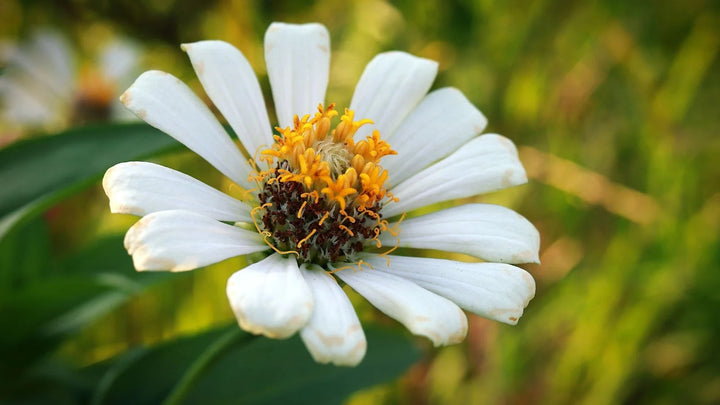 White Yellow Zinnia Flower Seeds for Planting – Cut Flower Favorite, Heirloom & Non-GMO Home Garden Seeds