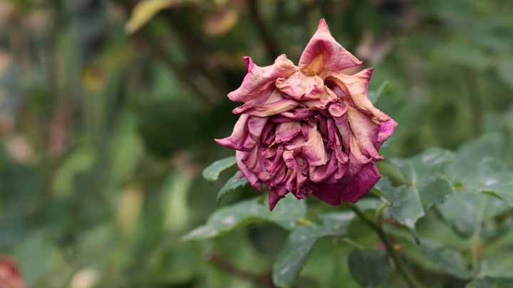 Death Rose Pink Flower Seeds for Planting – Heirloom, Non-GMO, High Germination Organic Garden Seeds