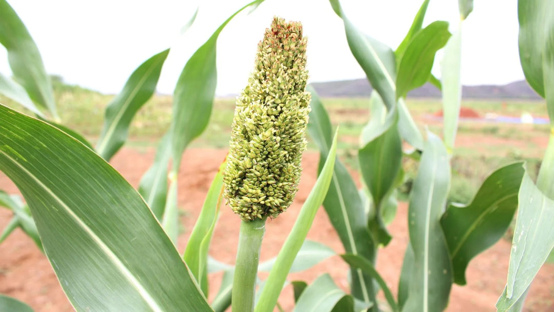 Green Sorghum Plant Seeds for Planting – Heirloom & Non-GMO Grain Seeds