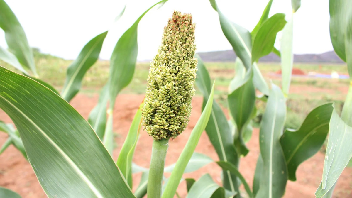 Green Sorghum Plant Seeds for Planting – Heirloom & Non-GMO Grain Seeds