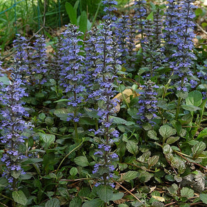 Flower Seeds, Seeds,Seeds For Planting,Plant Seeds