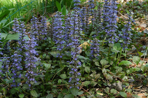 Flower Seeds, Seeds,Seeds For Planting,Plant Seeds