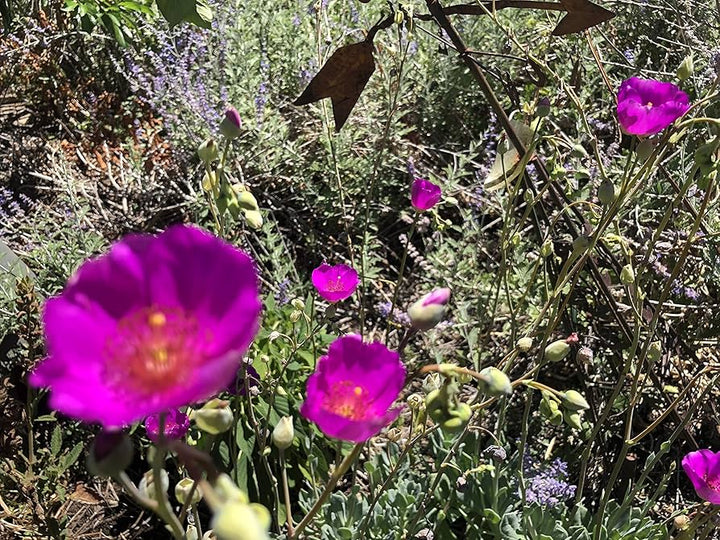 Pink Calandrinia Umbellata Flower Seeds for Planting – Cut Flower Favorite, Heirloom, GMO Free Organic Garden Seeds