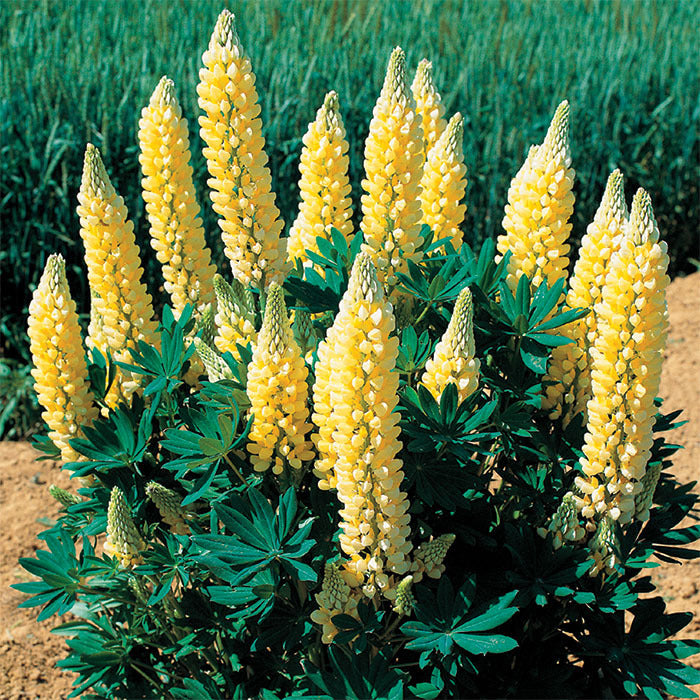 Yellow Lupine Flower seeds for Planting - Hardy Variety, Heirloom & GMO Free Seeds for Home Garden