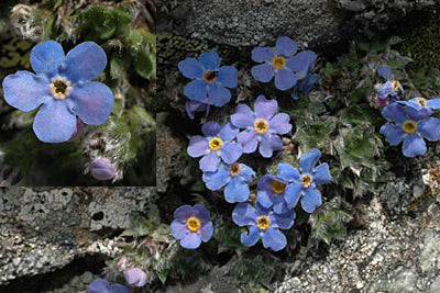 Alpine Flower Seeds for Planting – Heirloom, Non-GMO, Cottage Garden Essential Organic Garden Seeds