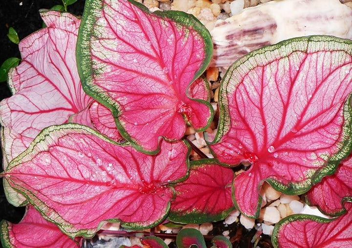 Caladium Bicolor Deep Pink Flower Seeds for Planting – Heirloom Non-GMO, High Germination Organic Garden Seeds