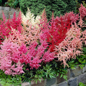 Flower Seeds, Seeds,Seeds For Planting,Plant Seeds