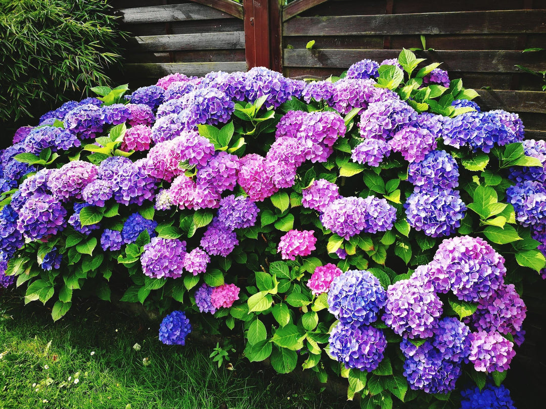 Mixed Hydrangea Flower Seeds for Planting – Heirloom, Non-GMO, High Germination Organic Garden Seeds