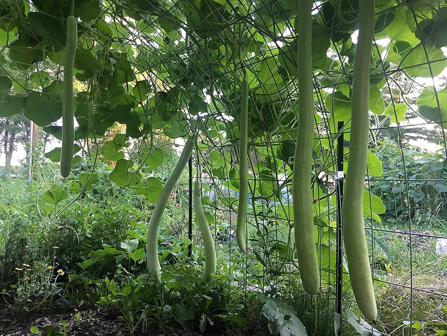 White Long Snake Gourd Seeds for Planting – Heirloom, Non-GMO, High Germination Organic Garden Seeds with Unique Shape & Mild Flavor