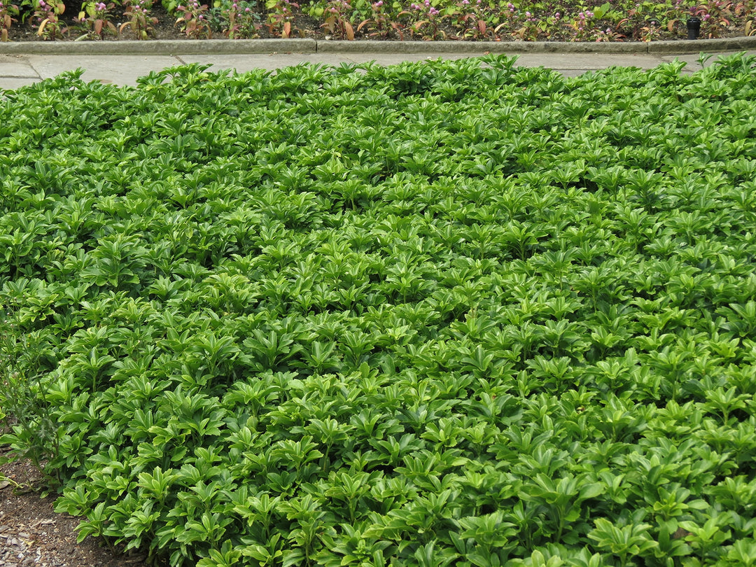 Flower Seeds, Seeds,Seeds For Planting,Plant Seeds