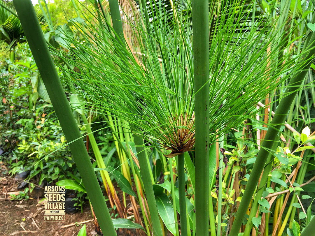 Green Papyrus Reed flower seeds for planting - Heirloom & Non-GMO Garden seeds