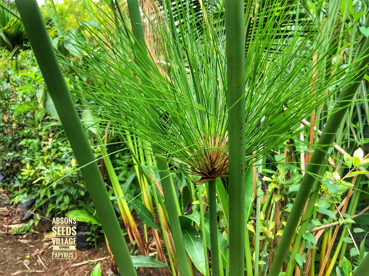 Green Papyrus Reed flower seeds for planting - Heirloom & Non-GMO Garden seeds