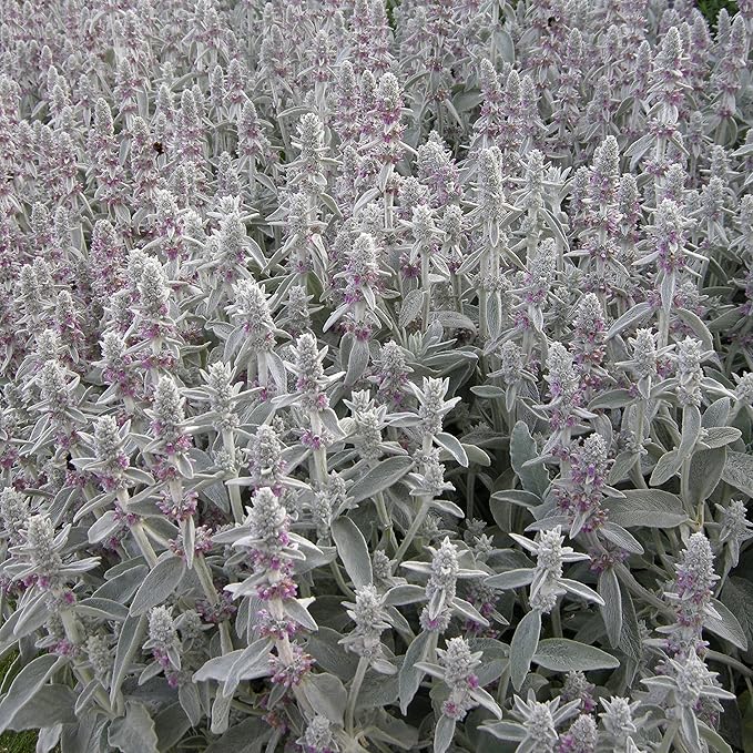 Lamb's-Ear Flower Seeds for Planting – Long Bloom Season, Heirloom Non-GMO High Germination Organic Garden Seeds