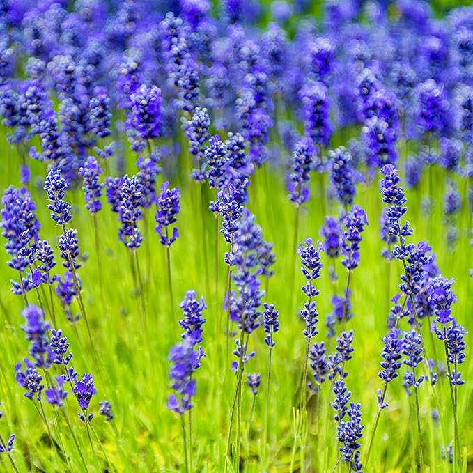 Flower Seeds, Seeds,Seeds For Planting,Plant Seeds