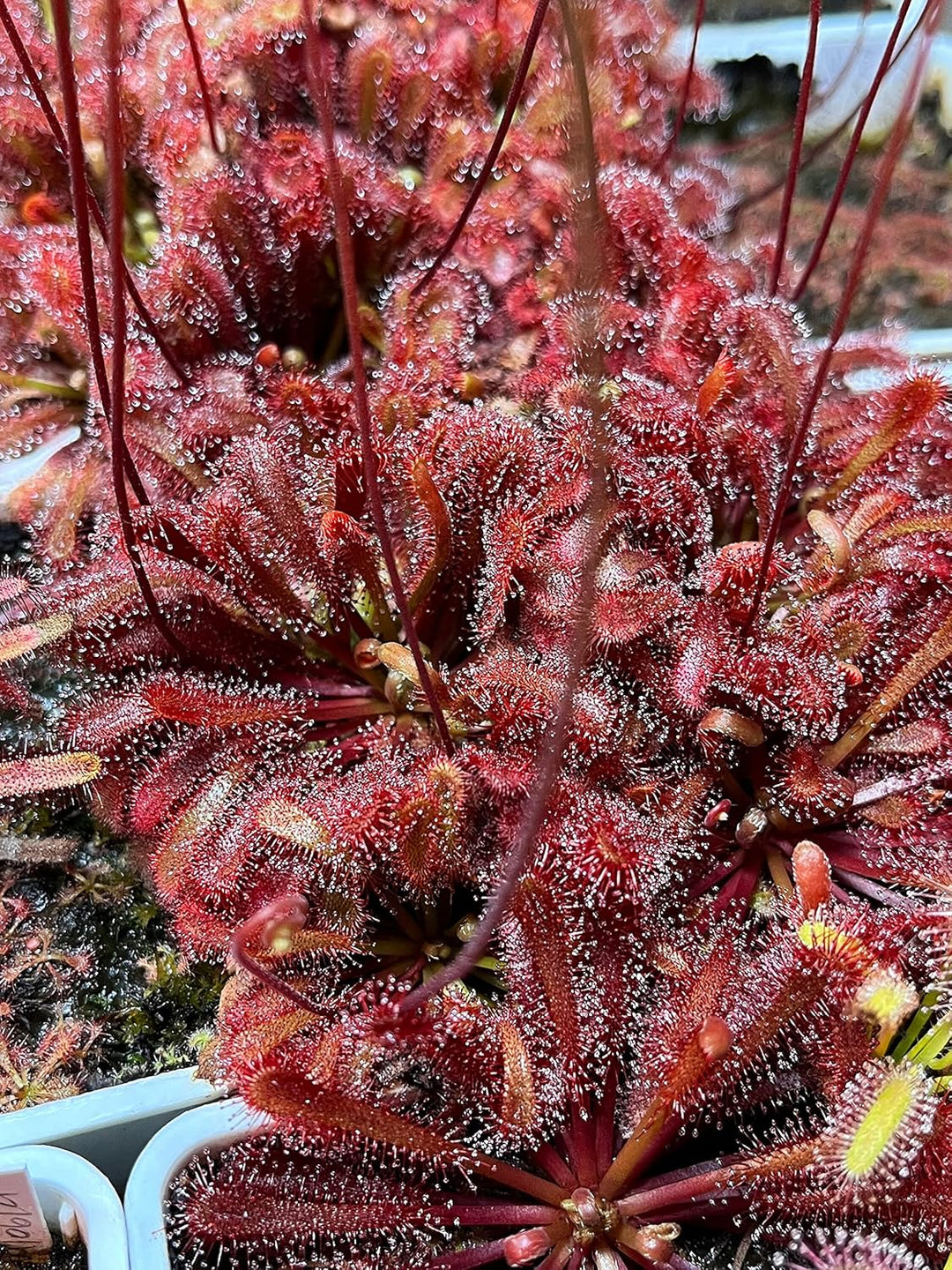 Flower Seeds, Seeds,Seeds For Planting,Plant Seeds