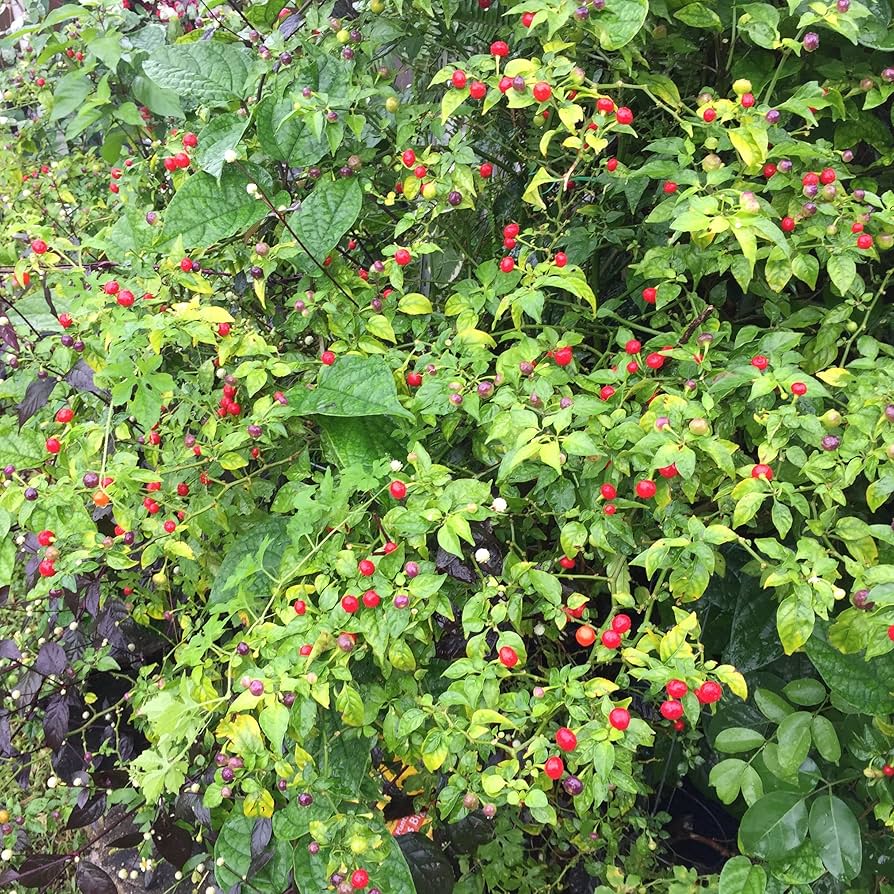 Wiri Wiri Pepper Seeds for Planting – Heirloom Non-GMO Spicy Guyanese Chili Vegetable Seeds with High Germination