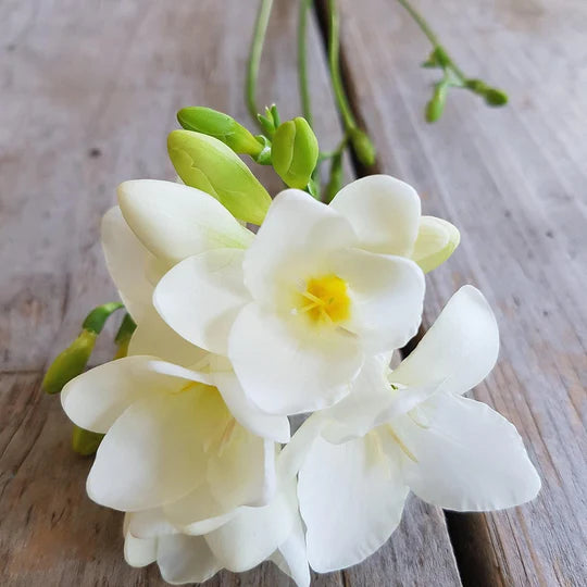 Freesia Flower Seeds for Planting – Heirloom, Non-GMO, High Germination Cut-Flower Favorite