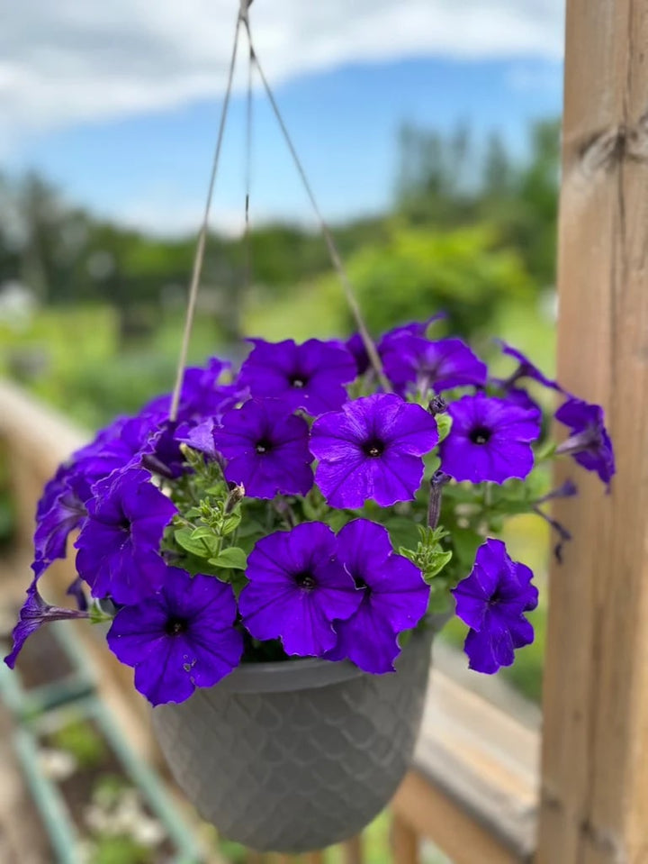 Deep Purple Petunia Flower Seeds for Planting – Heirloom, Non-GMO, High Germination Garden Seeds