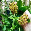 Hoya Carnosa Flower Seeds for Planting – Heirloom, Non-GMO, High Germination Organic Garden Seeds