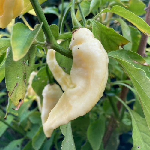 White Bhut Jolokia Pepper Seeds – Heirloom Non-GMO Extra Hot Ghost Chili Seeds for Planting, Organic Garden Seeds, High Germination