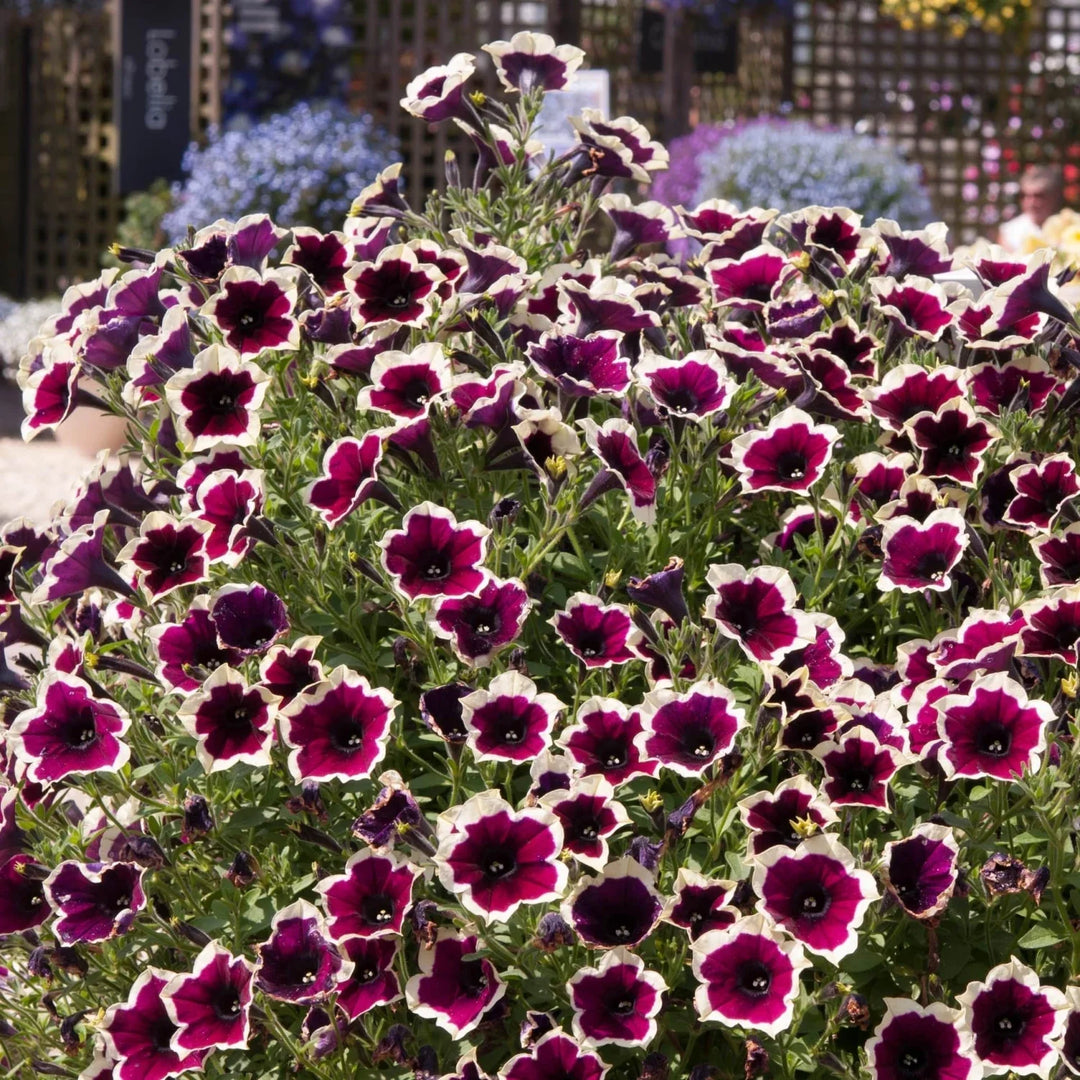 Flower Seeds, Seeds,Seeds For Planting,Plant Seeds