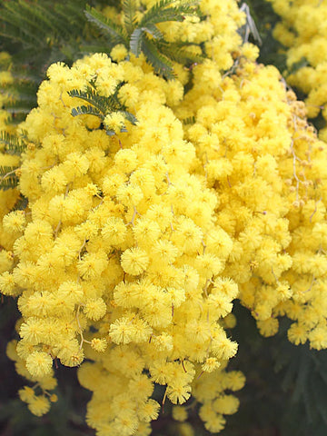 Flower Seeds, Seeds,Seeds For Planting,Plant Seeds
