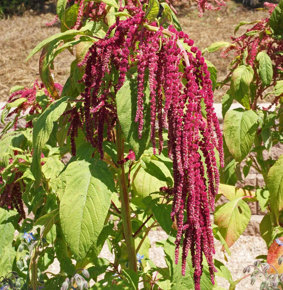 Mixed Caudatus Flower Seeds for Planting – Heirloom, Non-GMO, High Germination Organic Garden Seeds