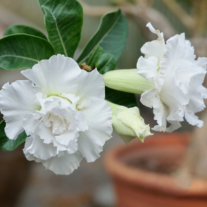 White Adenium Flower Seeds for Planting – Heirloom, Non-GMO, High Germination Organic Garden Seeds