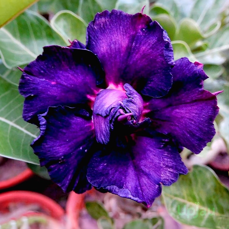 Violet Adenium Flower Seeds for Planting - Heirloom, Non-GMO, High Germination Organic Garden Seeds