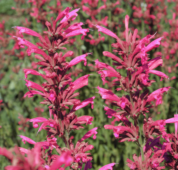 Agastache Cana Flower Seeds for Planting – Heirloom Non-GMO, High Germination Organic Garden Seeds