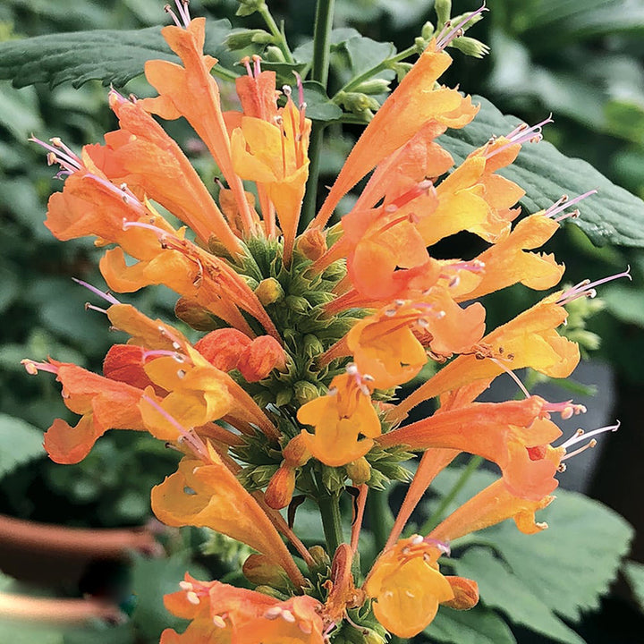 Orange Agastache Flower Seeds for Planting – Heirloom, Non-GMO, Long Bloom Season, Organic Garden Seeds