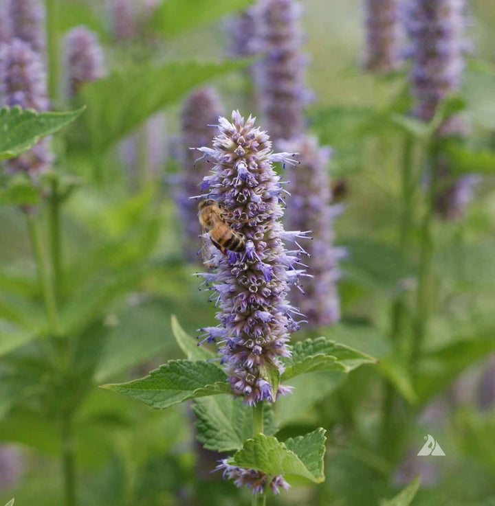 Violet Giant Hyssop Flower Seeds for Planting – Heirloom Non-GMO, High Germination Organic Garden Seeds