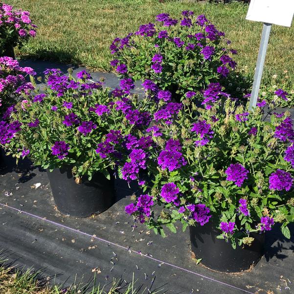 Dark Purple Verbena Flower Seeds for Planting | Heirloom Non-GMO High Germination