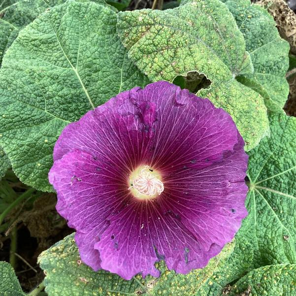 Dark Purple Althaea Rosea Flower Seeds for Planting – Heirloom, Non-GMO, Compact Growth, High Germination