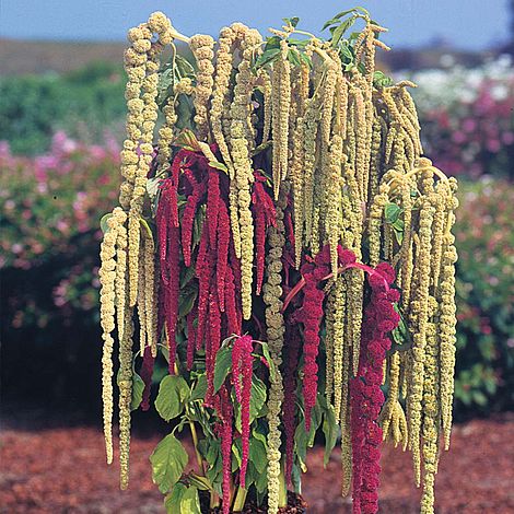 Mixed Caudatus Flower Seeds for Planting – Heirloom, Non-GMO, High Germination Organic Garden Seeds