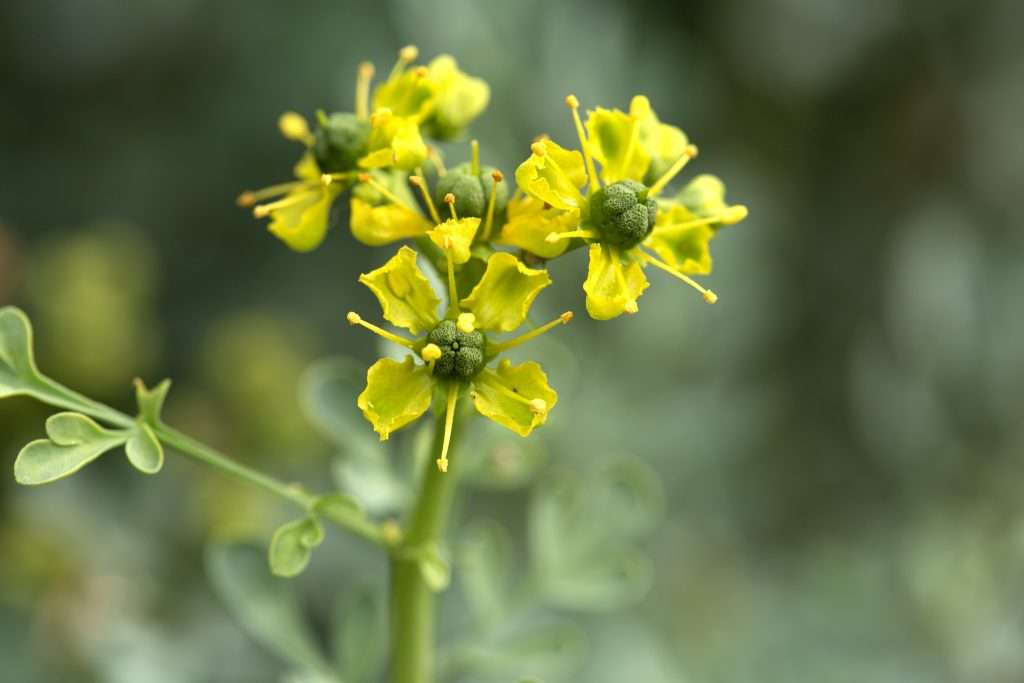 Yellow Ruta Flower Seeds for Planting – Heirloom Non-GMO, High Germination Organic Garden Seeds