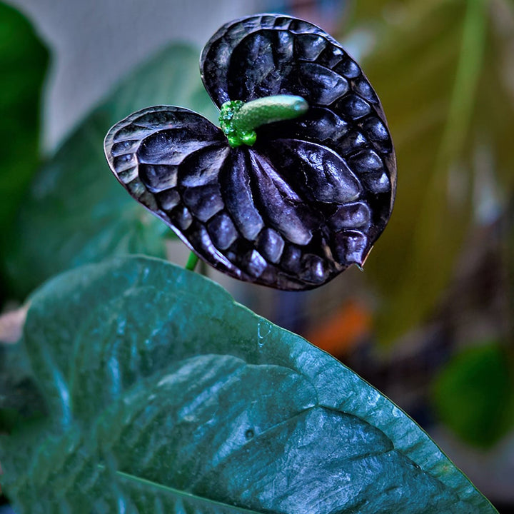 Black Anthurium Flower Seeds for Planting – Shade Tolerant, Heirloom & Non-GMO Organic Garden Seeds