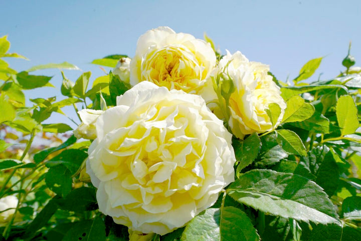 Heirloom Lemon Yellow Osiria Rose Flower Seeds for Planting – Non-GMO, High Germination Organic Garden Seeds