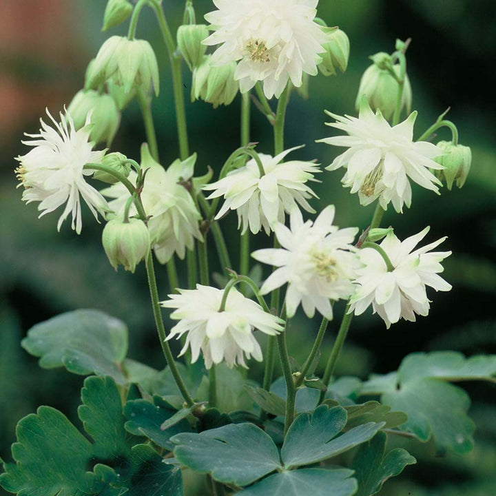 Light Green Aquilegia Flower Seeds for Planting – Easy-Grow Heirloom, Non-GMO, High Germination Seeds
