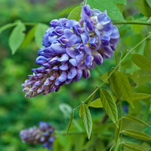 American Wisteria (Wisteria frutescens) Flower Seeds for Planting – Heirloom, Non-GMO, Borders Garden