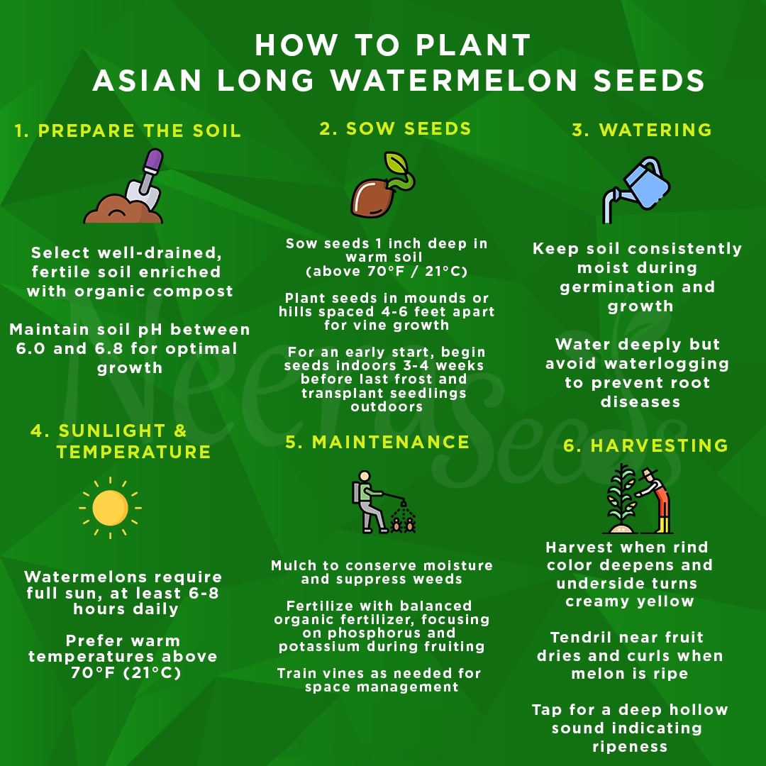 Asian Long Watermelon Seeds for Planting – Heirloom, Non-GMO, Sweet Red Flesh, High-Yield Summer Fruit