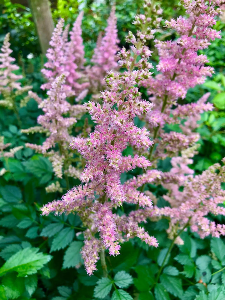 Light Pink Astilbe Flower Seeds for Planting – Heirloom, Non-GMO, High Germination Organic Garden Seeds